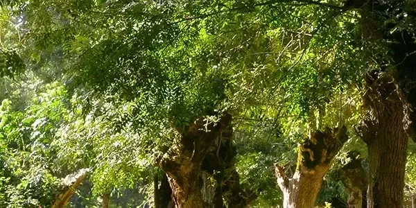 marais poitevin (3)